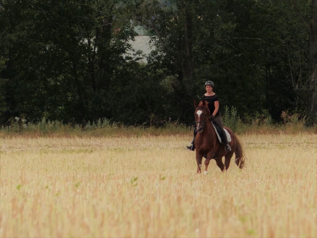 just Horse - Leipziger Reiterei